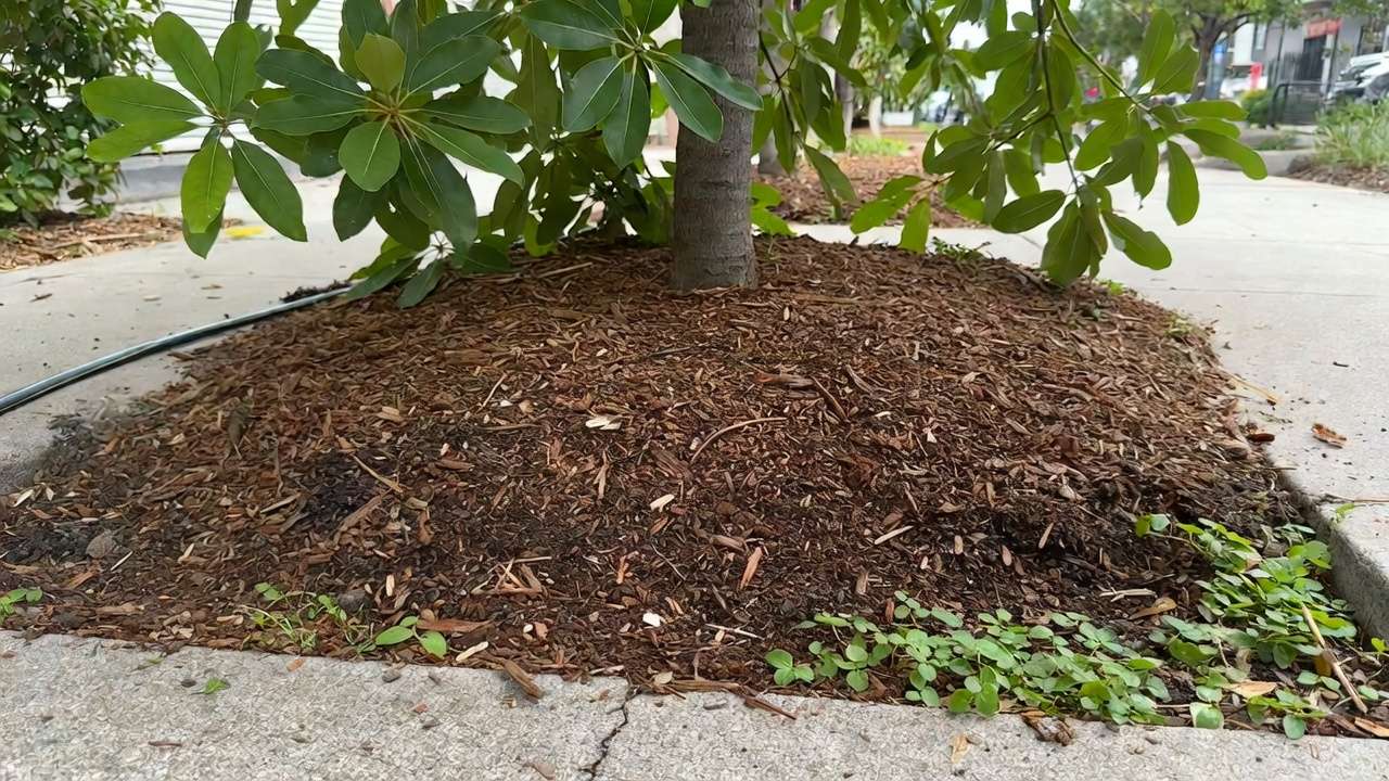 Organic mulch applied around urban tree base for moisture retention and heat protection in city environment