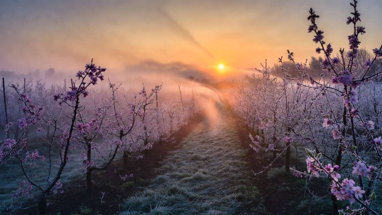 Overhead sprinklers protecting blooming fruit trees from frost with ice formation at sunrise in orchard