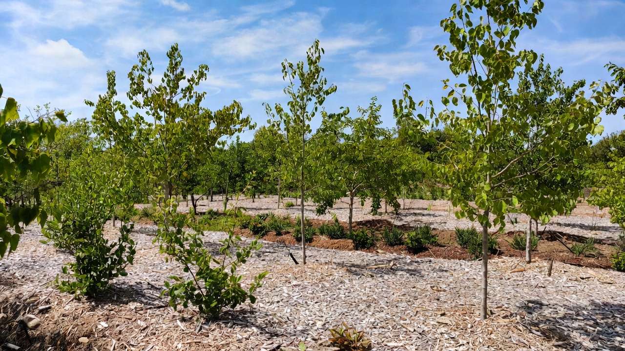 Sustainable mulched garden with wood chips around trees and shrubs showing benefits like moisture retention, weed control, and healthy growth.