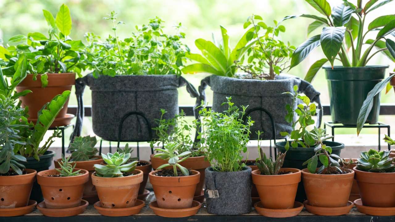 Thriving healthy potted plants in various containers with excellent drainage and airflow on balcony to prevent root rot long-term