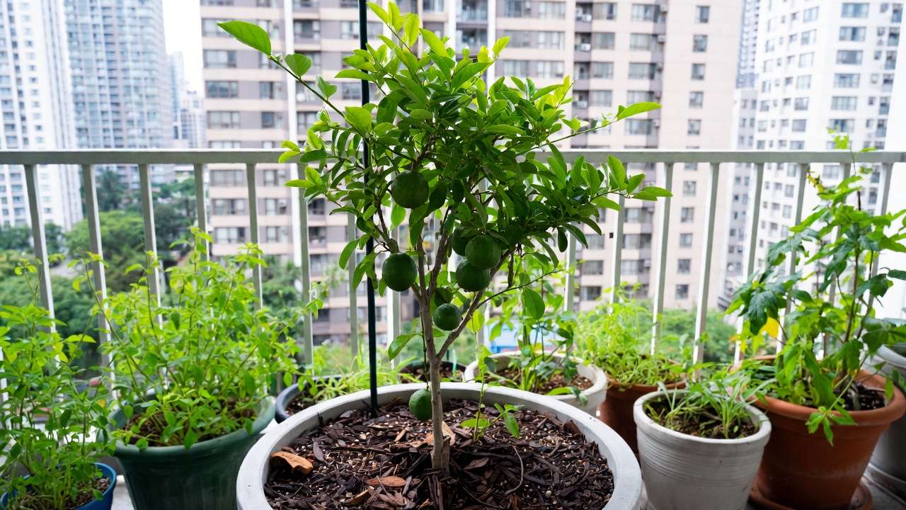 Dwarf fruit tree in container on urban balcony thriving with healthy leaves and fruits in city environment