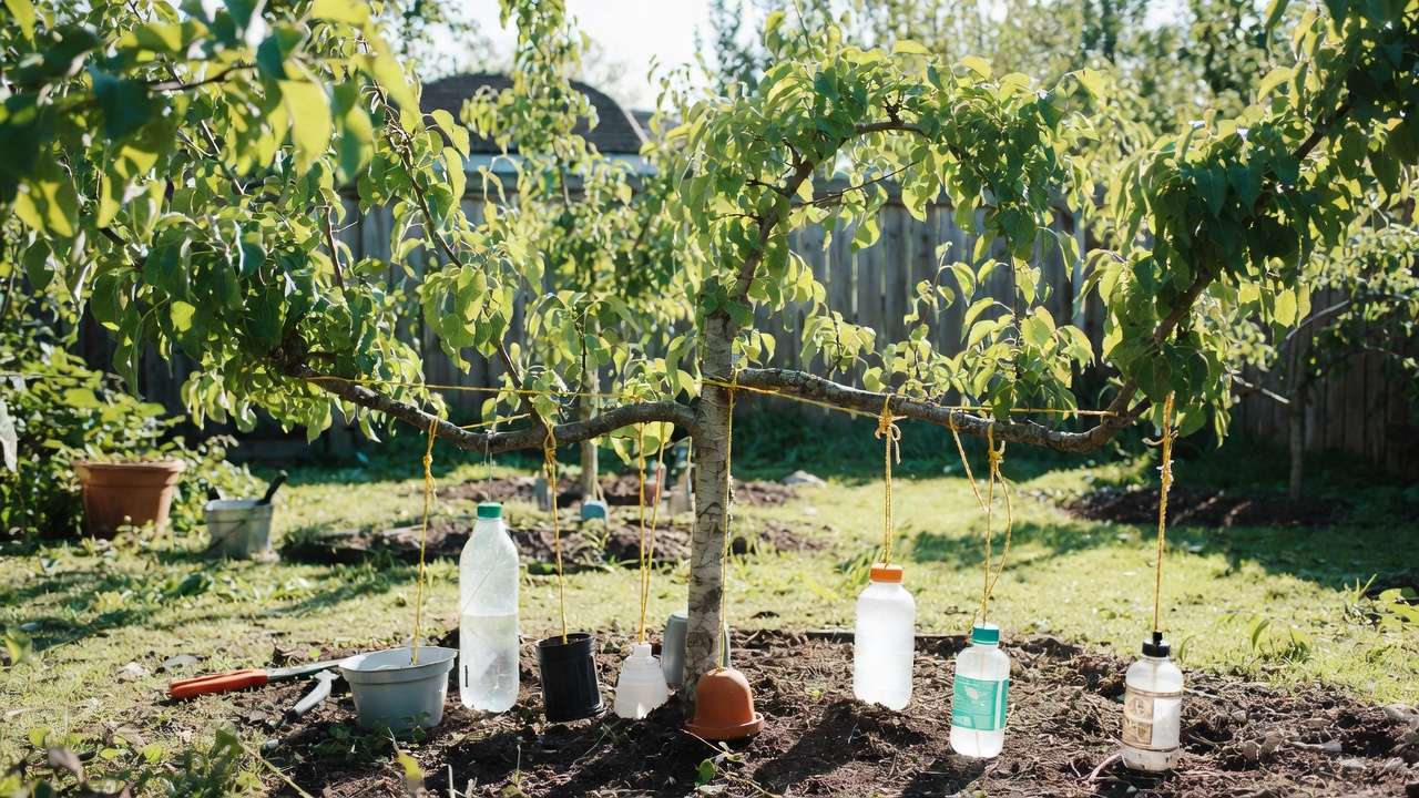 Weighted branches on young fruit tree using DIY weights to encourage horizontal growth and fruiting