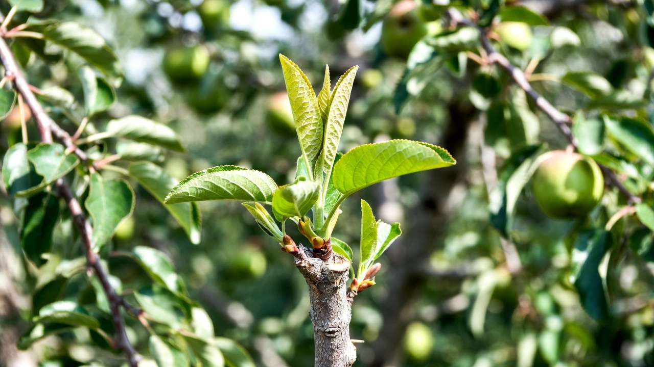 Young fruit tree with successful graft showing new vigorous growth after chip budding or whip-and-tongue propagation