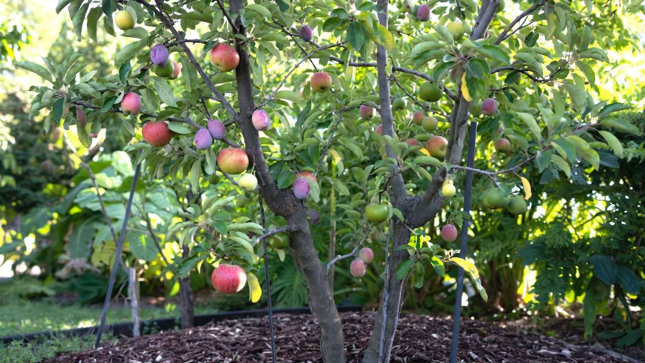Well-pruned and balanced multi-fruit tree after successful grafting and proper care in home garden
