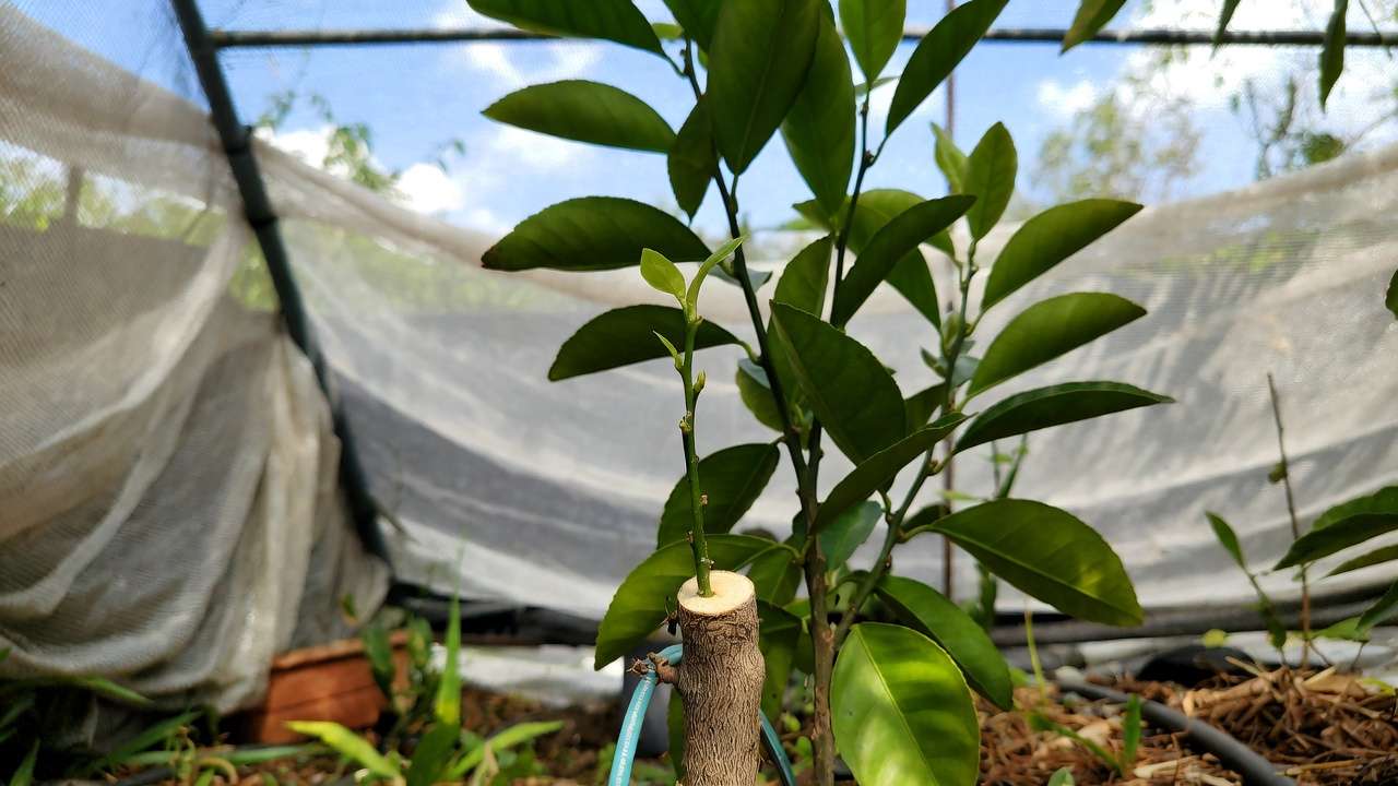 Young grafted citrus tree with emerging bud shoot under shade cloth during aftercare phase