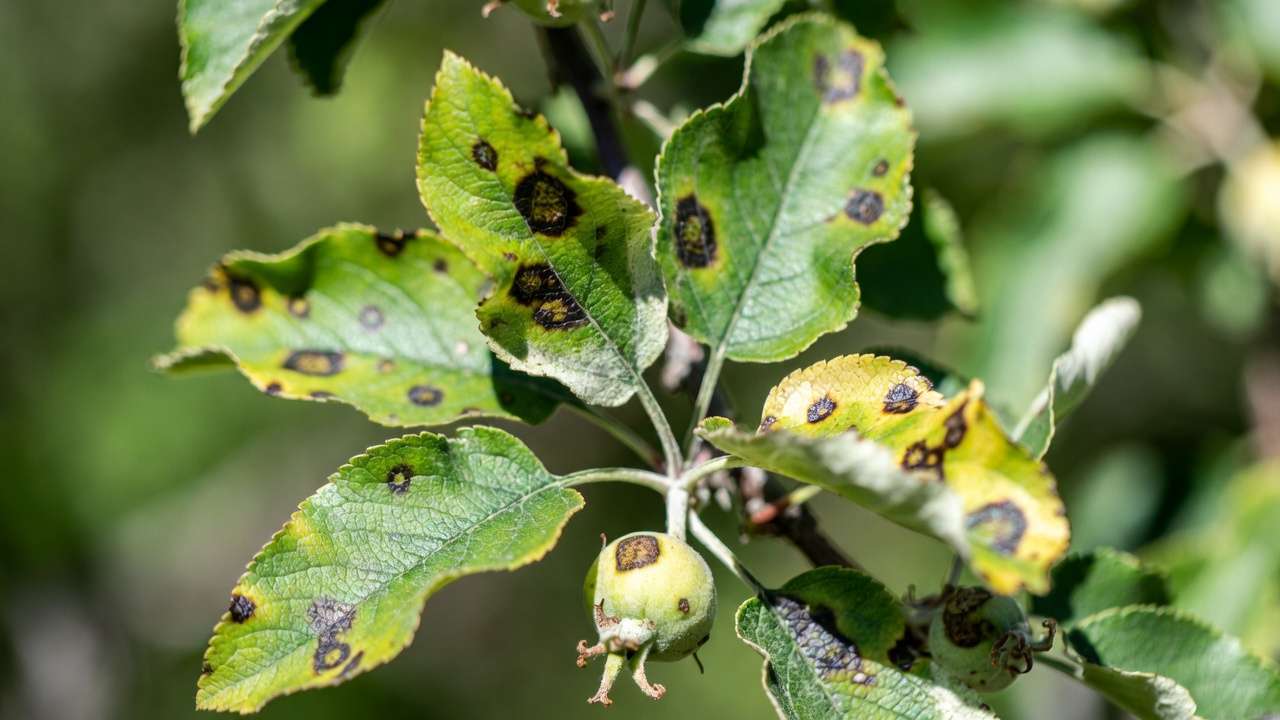 Close-up of apple scab disease symptoms on leaves and fruit showing characteristic dark velvety spots