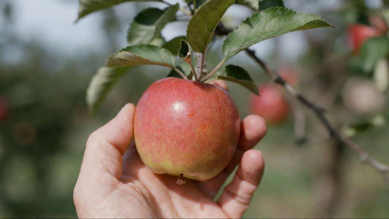 Hand performing easy twist detachment test on ripe apple from tree, practical guide for how to know when fruit is ripe