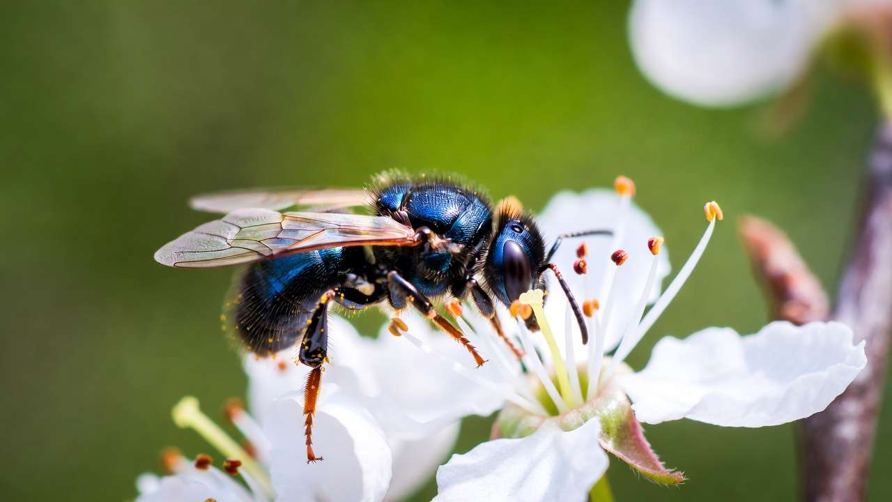 Blue orchard bee pollinating sweet cherry blossom macro view.