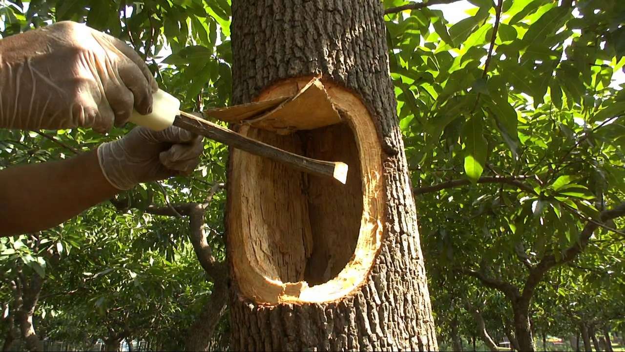 Bark grafting technique on mature mango tree with scion insertion and sealing