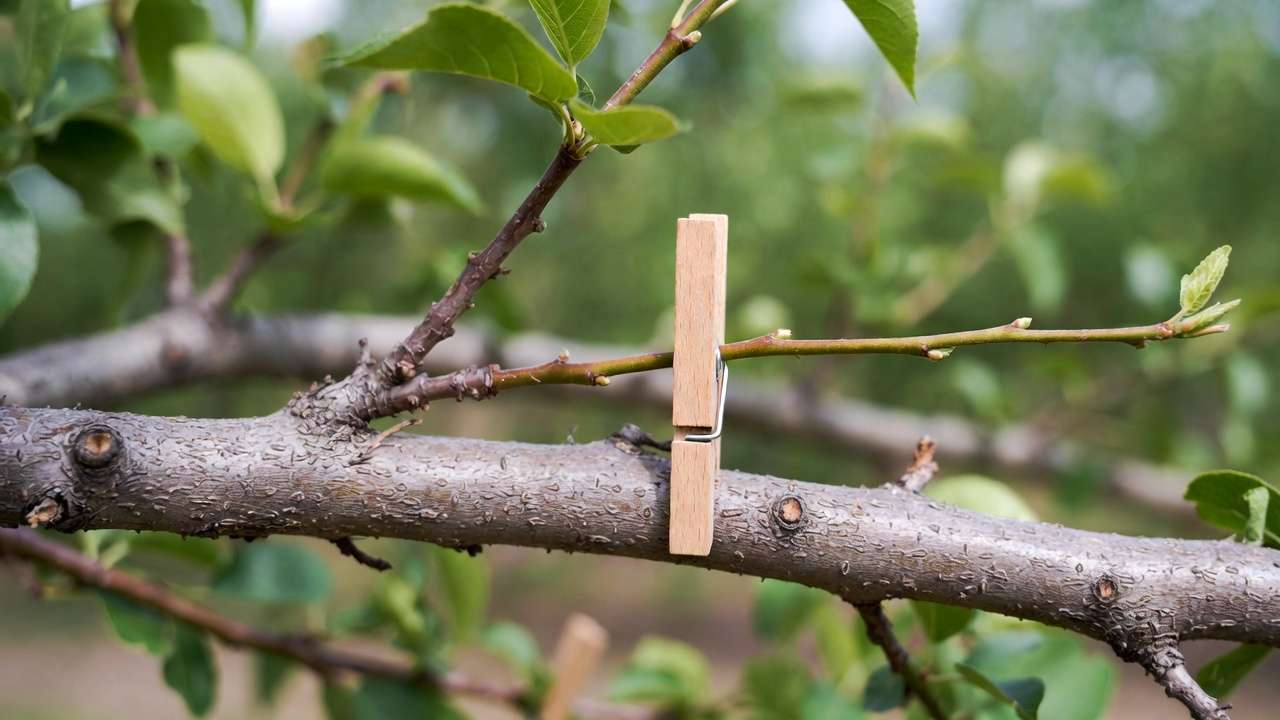 Clothespin technique spreading young fruit tree branch for proper crotch angle training