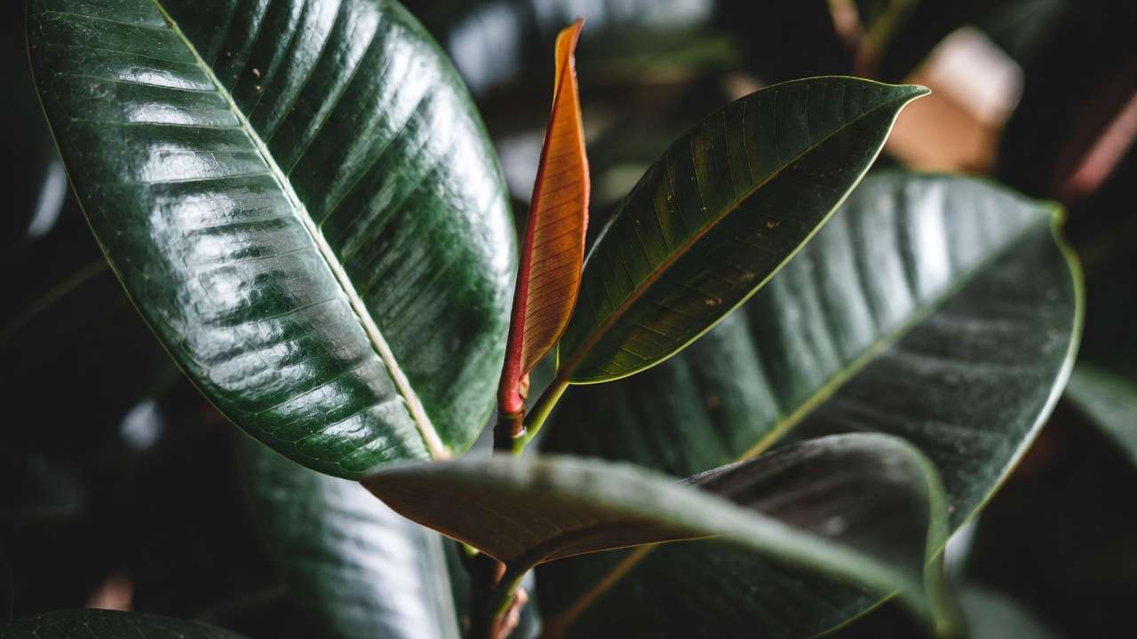 Close-up of glossy green rubber plant leaves with new red sheath emerging, detailed houseplant texture