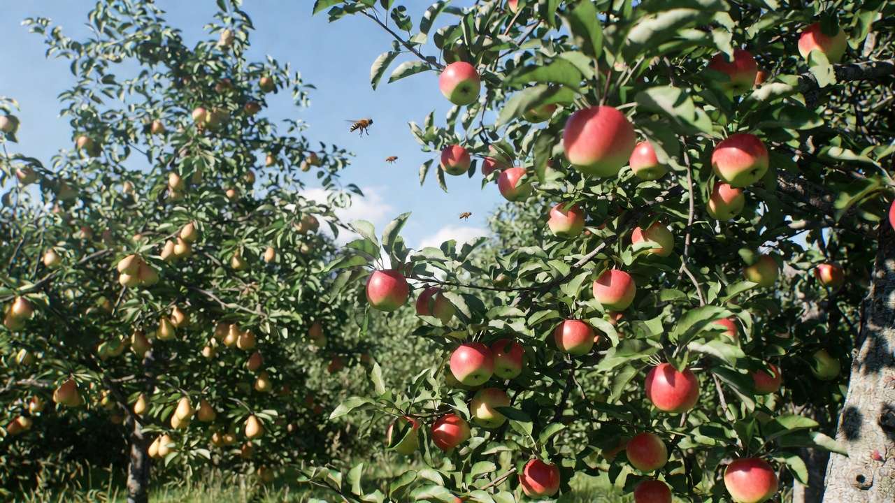 Bountiful apple and pear harvest on trees in orchard showing successful cross-pollinatio