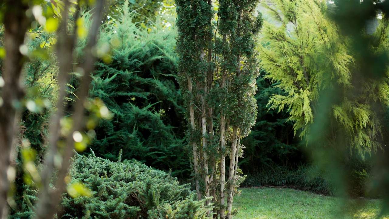 Compact columnar trees like sky pencil holly creating vertical privacy in a small yard oasis