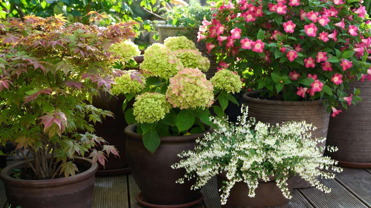 Colorful flowering shrubs in containers on a patio: dwarf hydrangea, Japanese maple, weigela, and pieris in full bloom