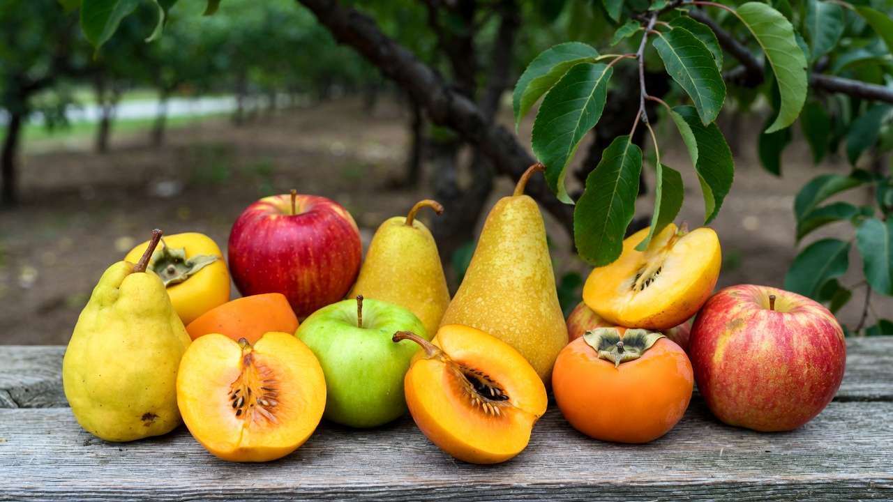 Varieties of apples, pears, quince, and persimmons ideal for long-term home storage