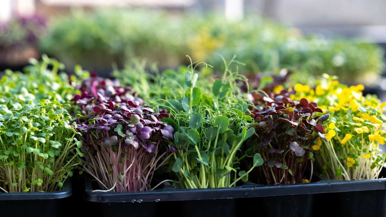 Variety of fresh microgreens including broccoli, radish, pea shoots and sunflower in growing trays
