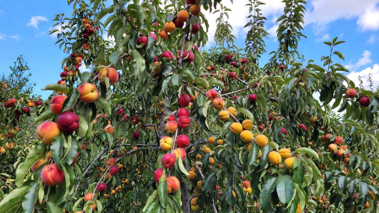 Loaded multi-grafted stone fruit cocktail tree with peaches, nectarines, plums and apricots ripening together