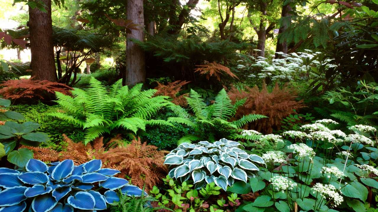 Layered dry shade perennials including hostas, brunnera, ferns and foamflower under trees