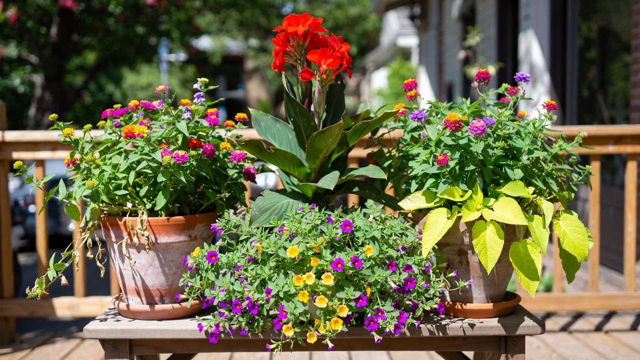 Vibrant full-sun container landscaping with canna, lantana, calibrachoa, and sweet potato vine on patio pots