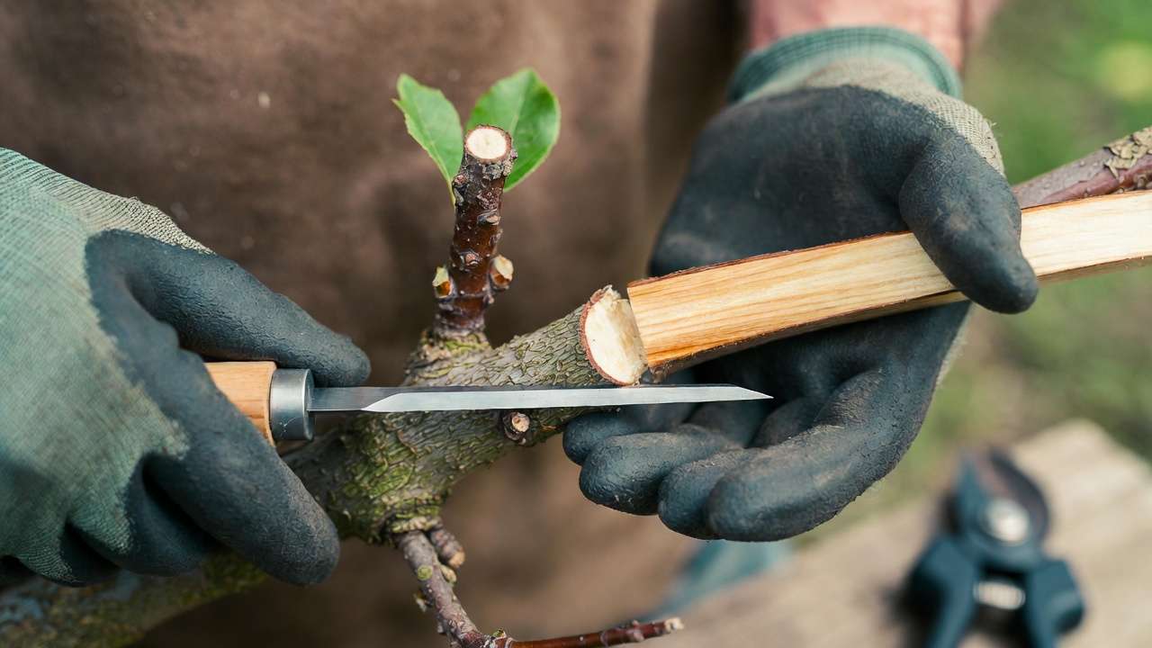 : Gardener hands making precise whip-and-tongue graft cut on fruit tree branch showing cambium alignment
