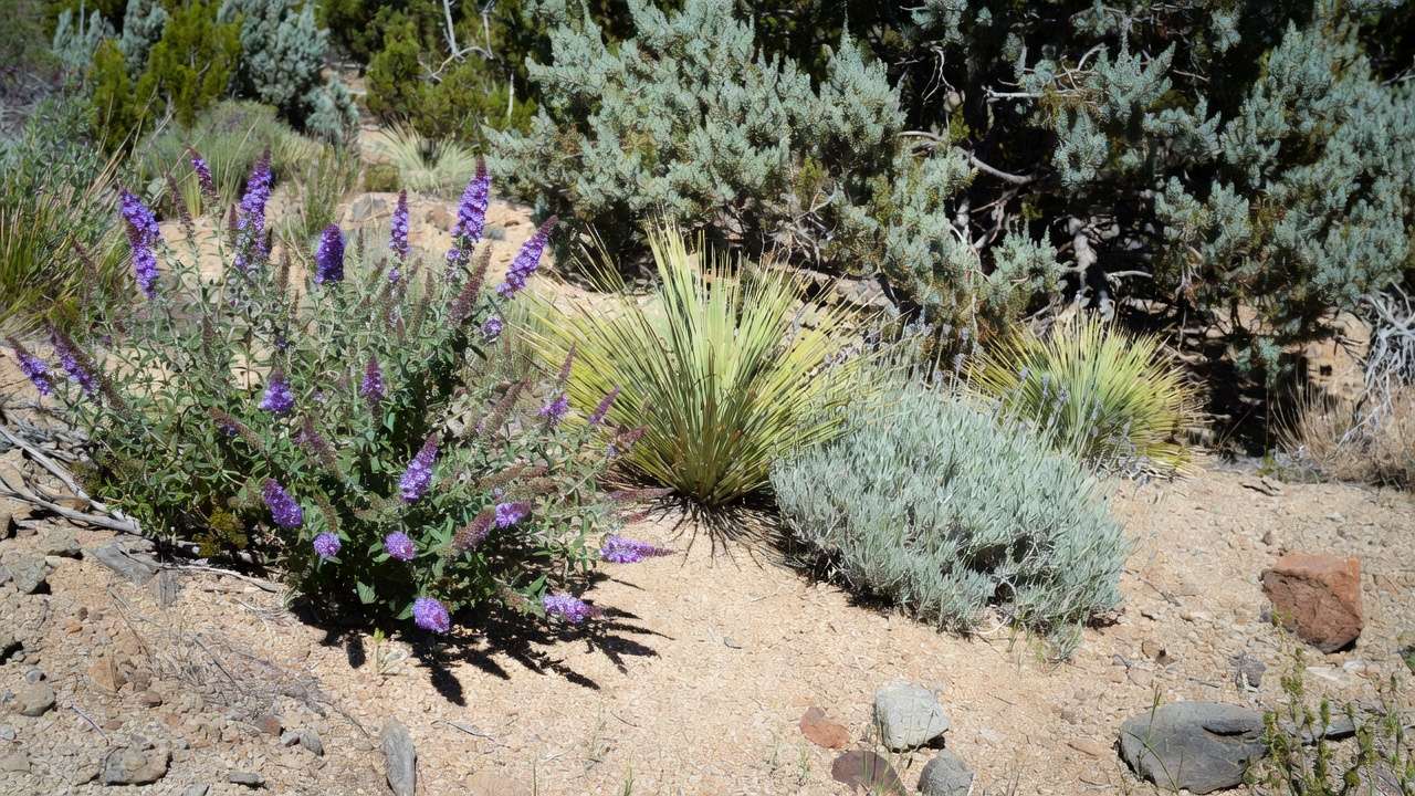 Drought-resistant shrubs like butterfly bush and yucca thriving in dry sandy garden for structure and interest