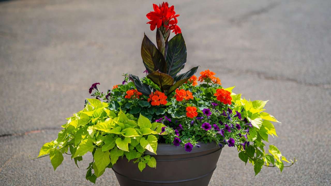 Stunning sun-loving thriller filler spiller container with red canna, geraniums, petunias, and sweet potato vine