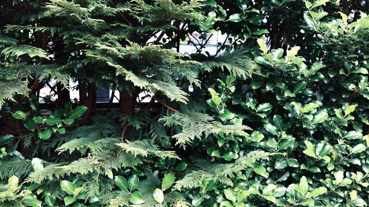 Close-up of dense evergreen foliage ideal for noise absorption in city landscaping