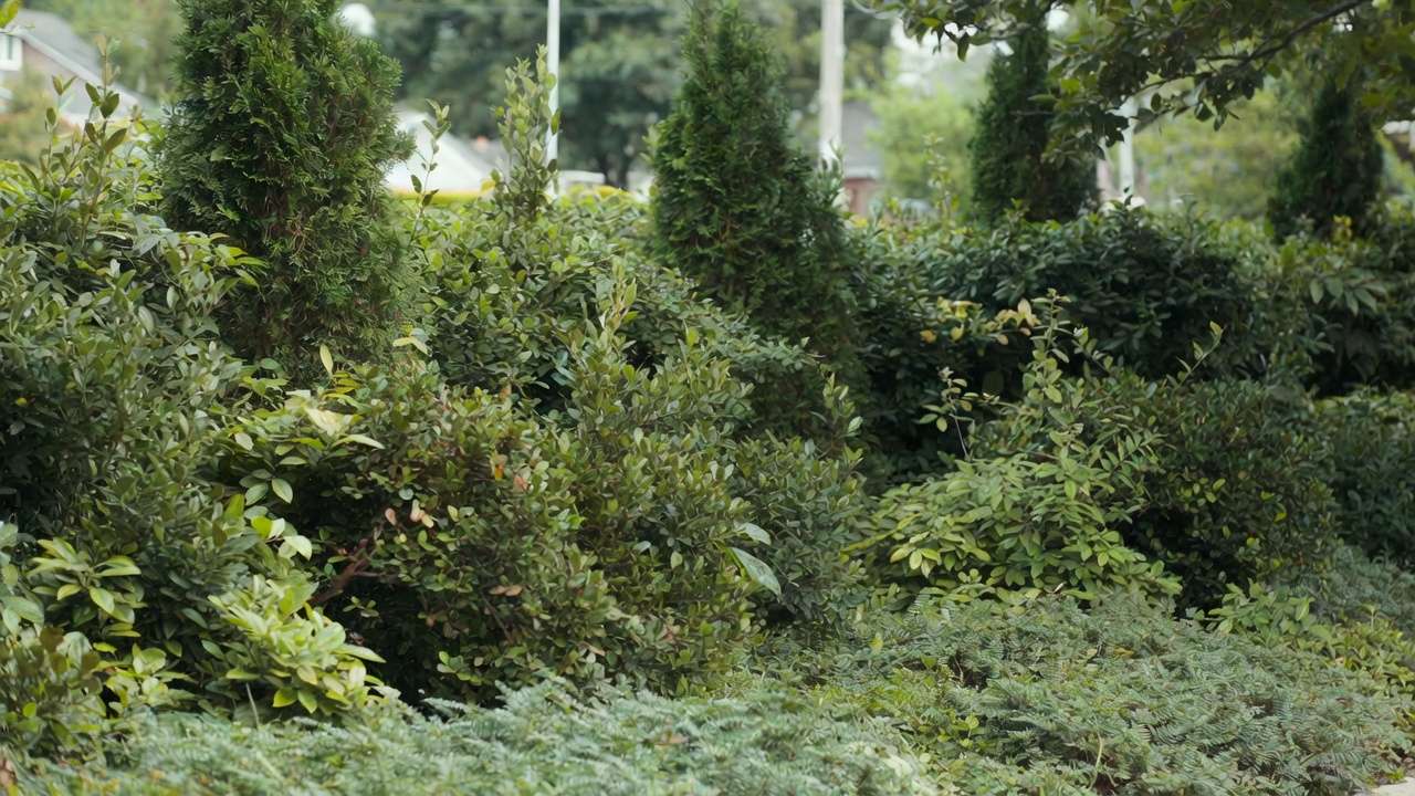 Dense layered evergreen trees and shrubs for urban noise reduction in a city backyard setting