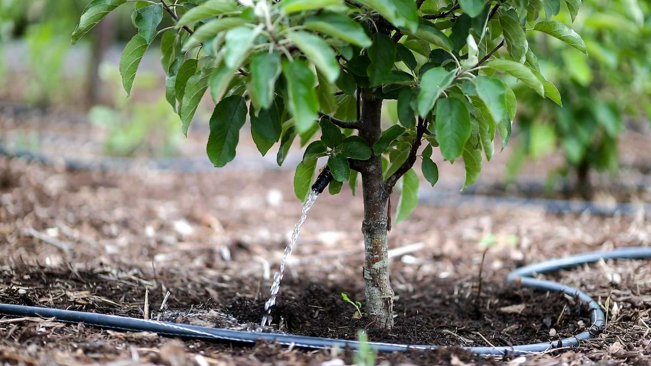 Young fruit tree receiving deep slow watering with soaker hose and mulch for healthy root growth