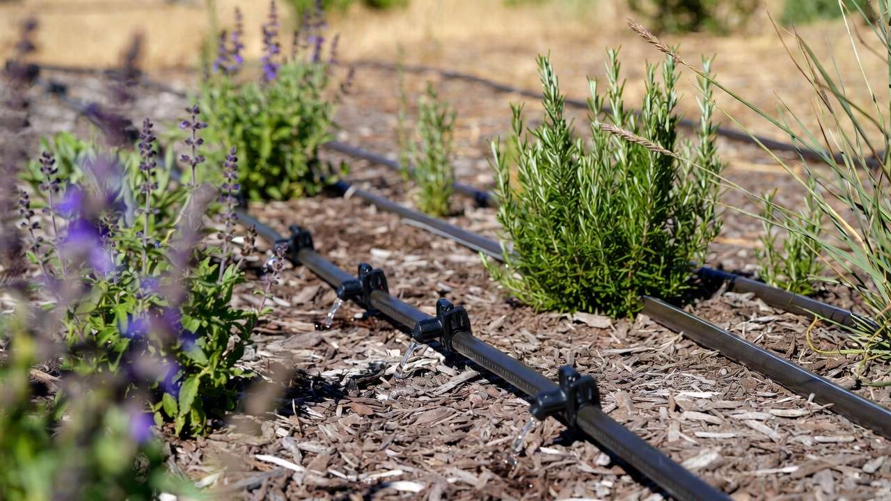 Drip irrigation system watering drought-tolerant plants efficiently at the root zone to conserve water.
