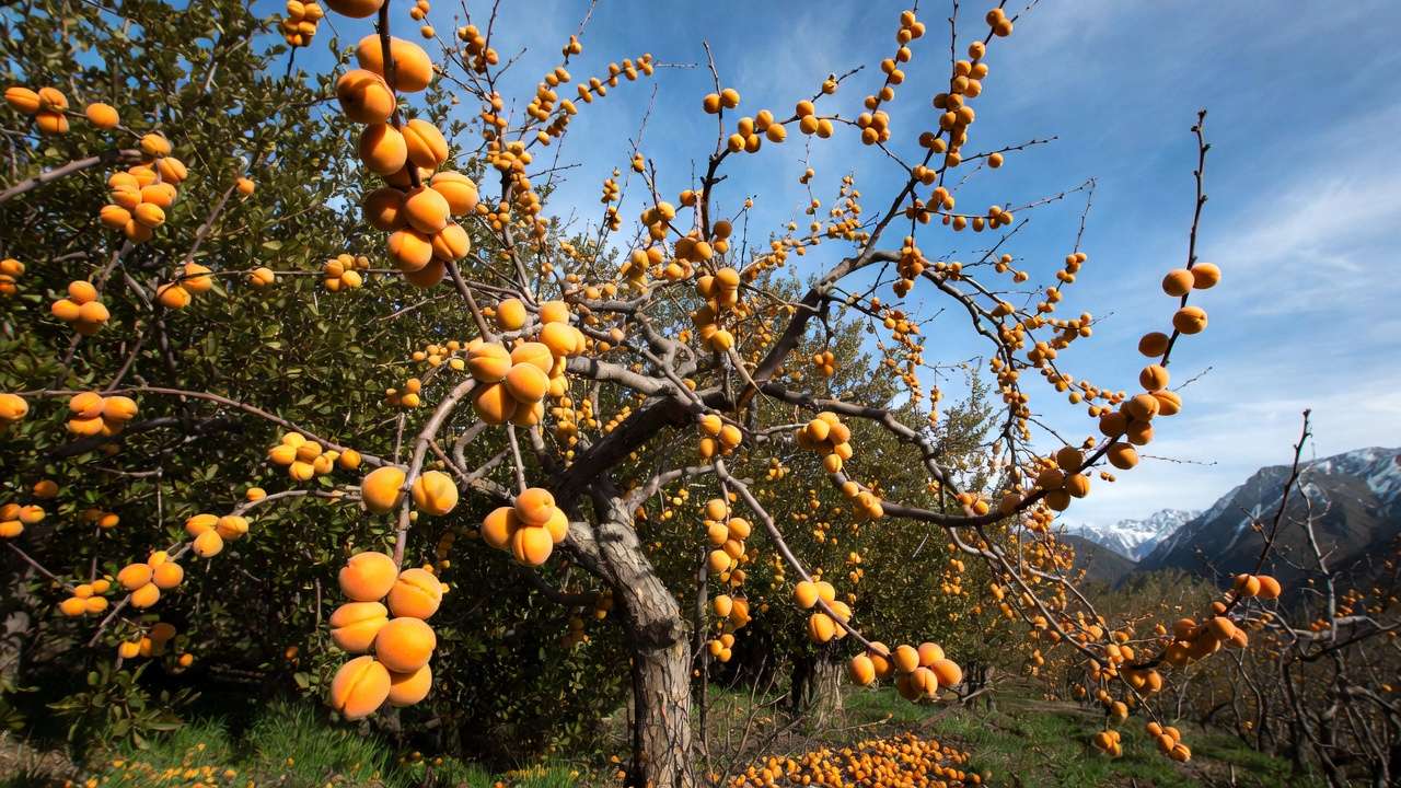 Ripe golden apricots on cold-hardy apricot tree branches in northern climate orchard with snowy mountains.