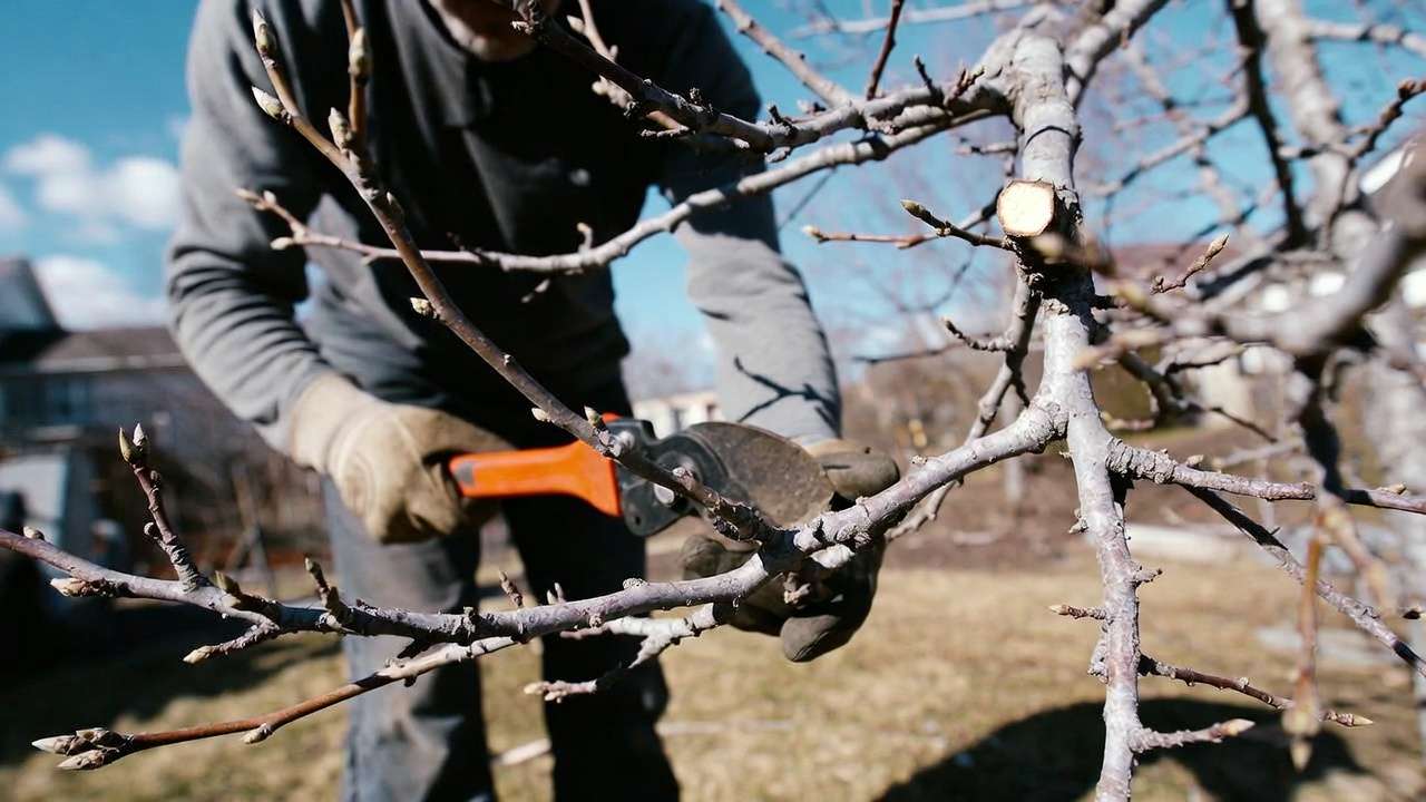 : Gardener pruning apple tree branches for improved airflow and disease resistance in home orchard