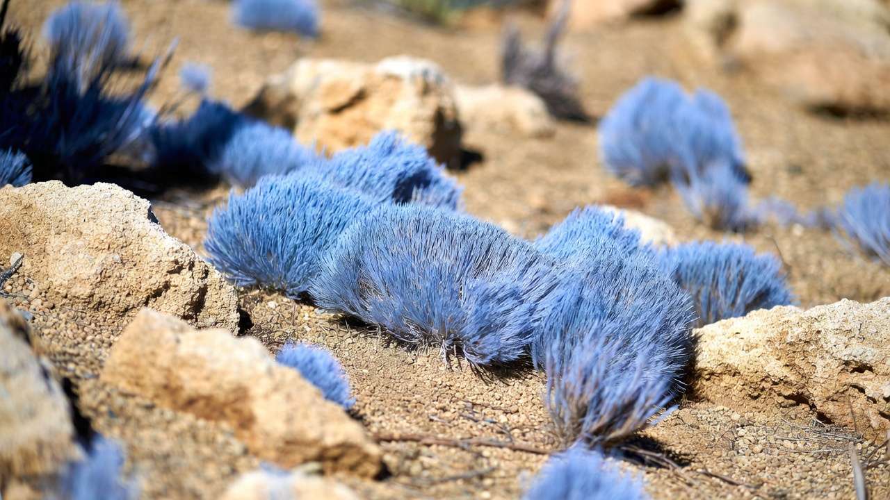 Blue Fescue ornamental grass mounds in a dry rock garden xeriscape