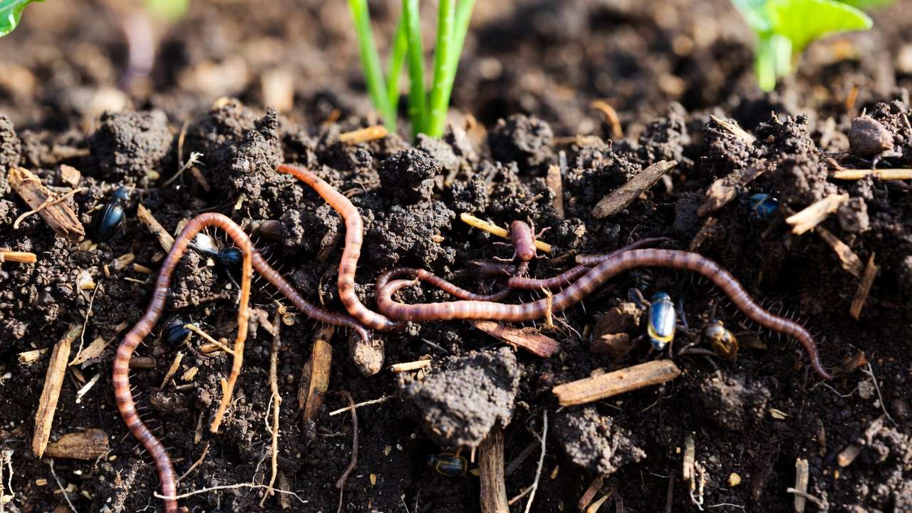 Healthy soil life with earthworms under organic mulch layer showing moisture retention and nutrient cycling benefits