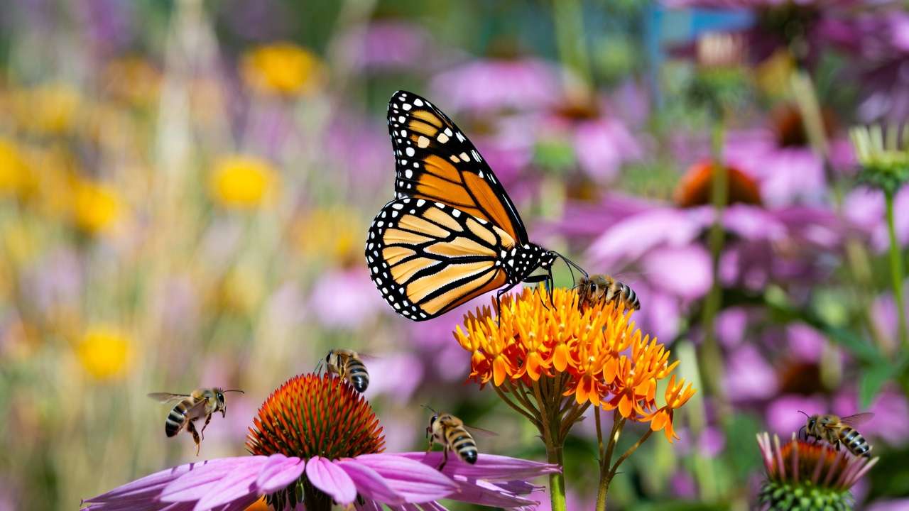 Monarch butterfly on butterfly weed in a native xeriscape meadow, highlighting pollinator support in drought-tolerant gardens.