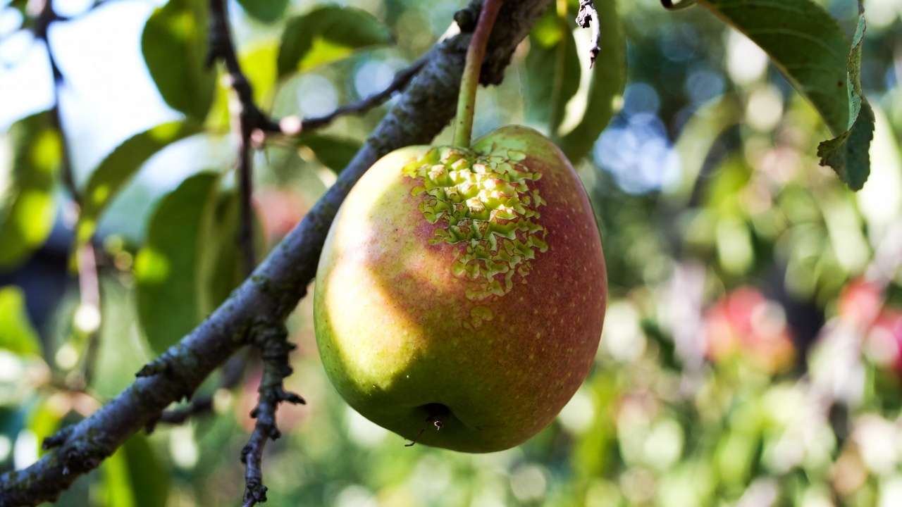 Boron deficiency in fruit tree showing deformed corky and misshapen pear or apple fruit