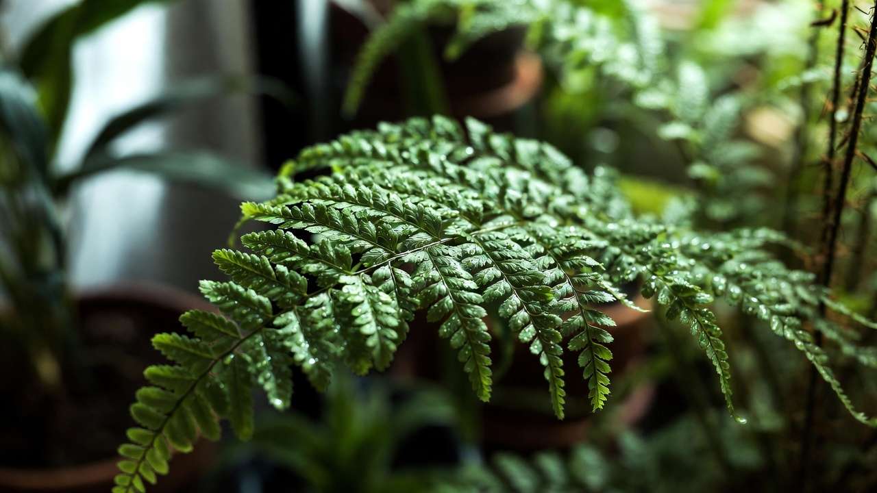 Close-up of Boston fern fronds with water droplets, excellent natural indoor humidifier plant