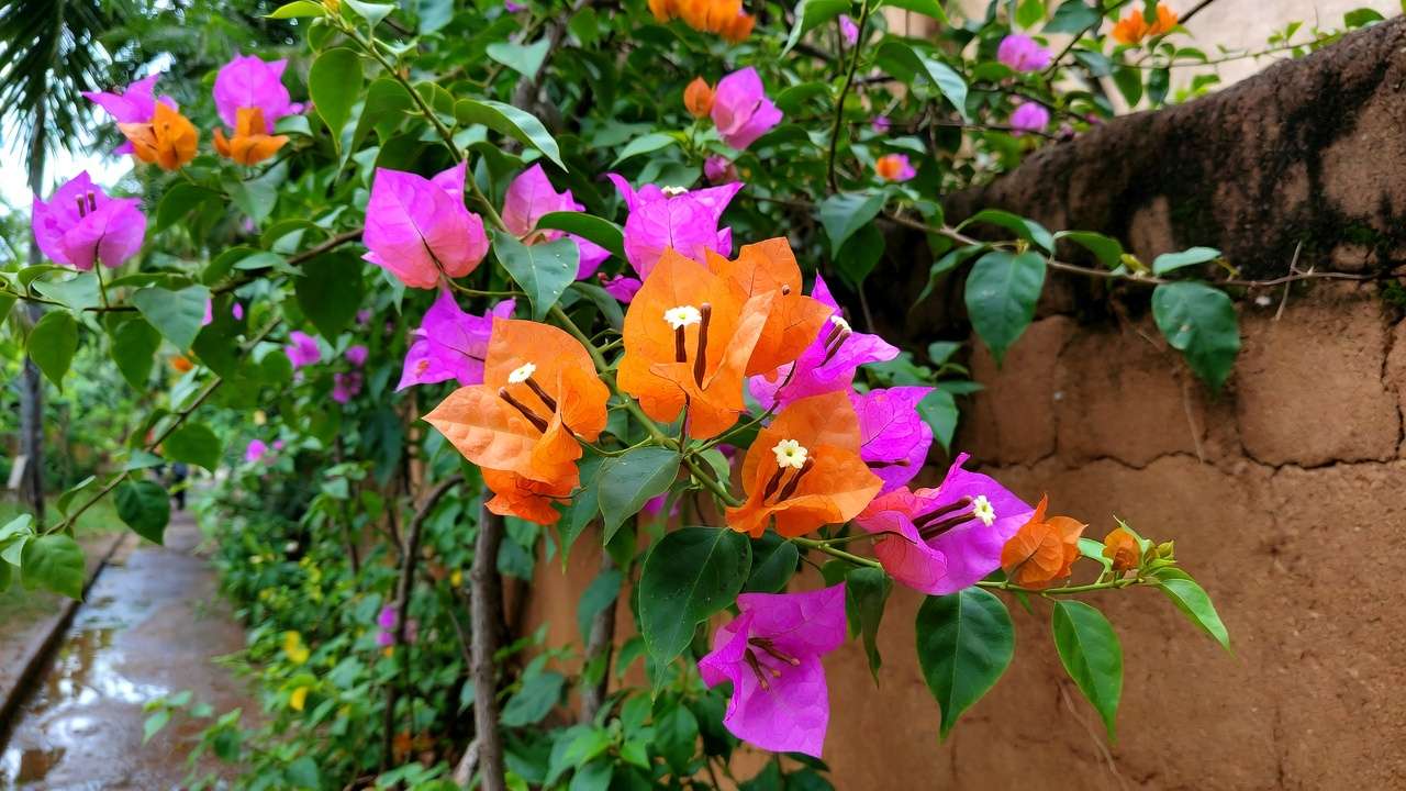 Colorful bougainvillea blooming vibrantly in a monsoon-adapted garden in Barisal Bangladesh