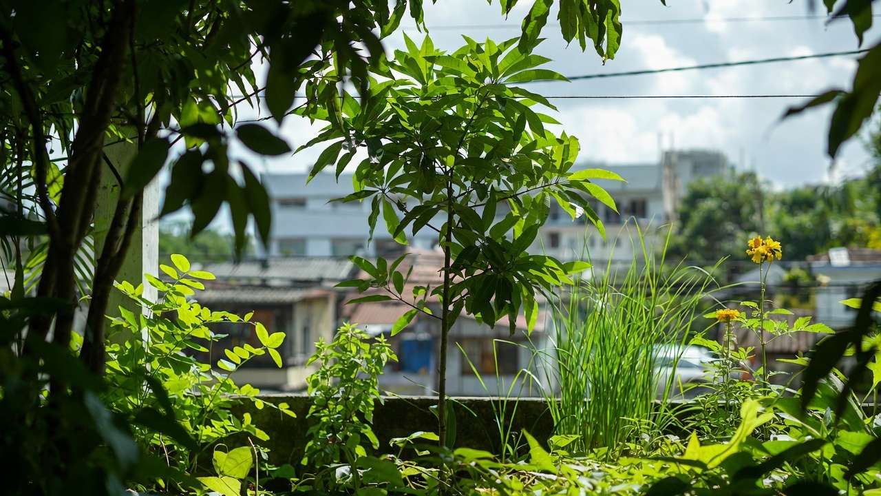 Example plant guild around a mango tree in urban forest gardening with companion perennials