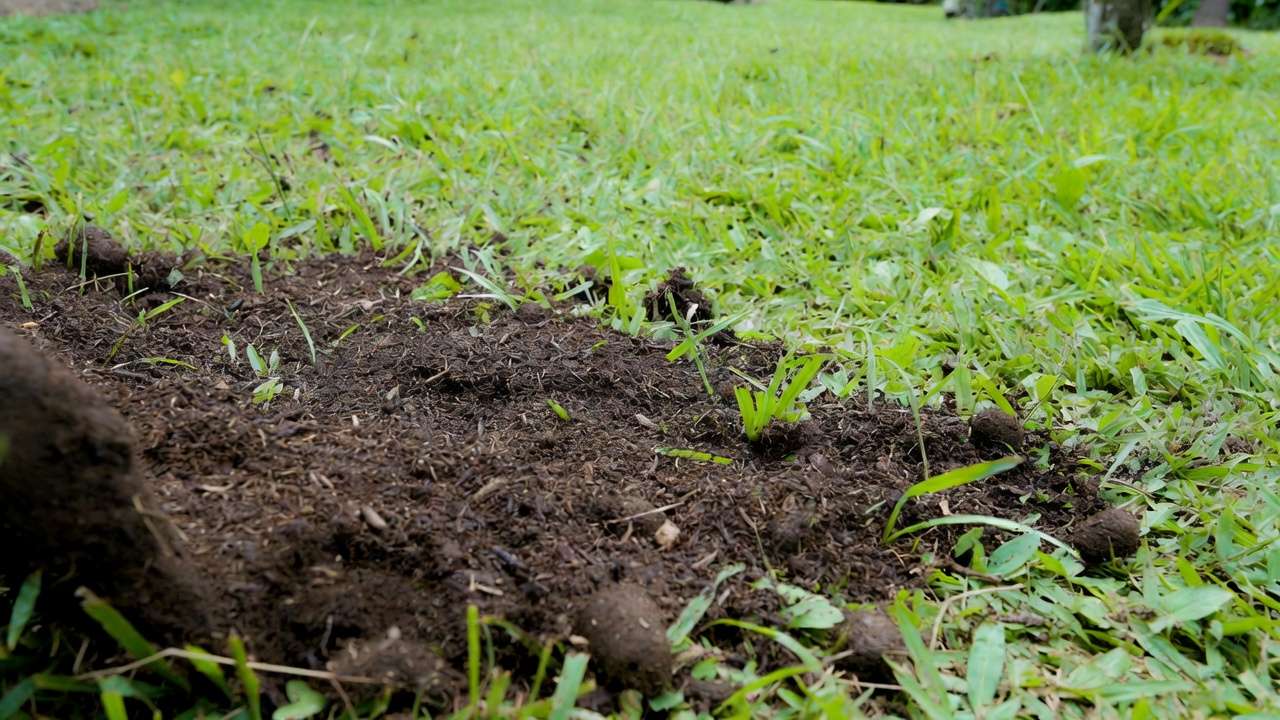 Compost topdressing on aerated lawn soil to improve moisture retention in tropical yar