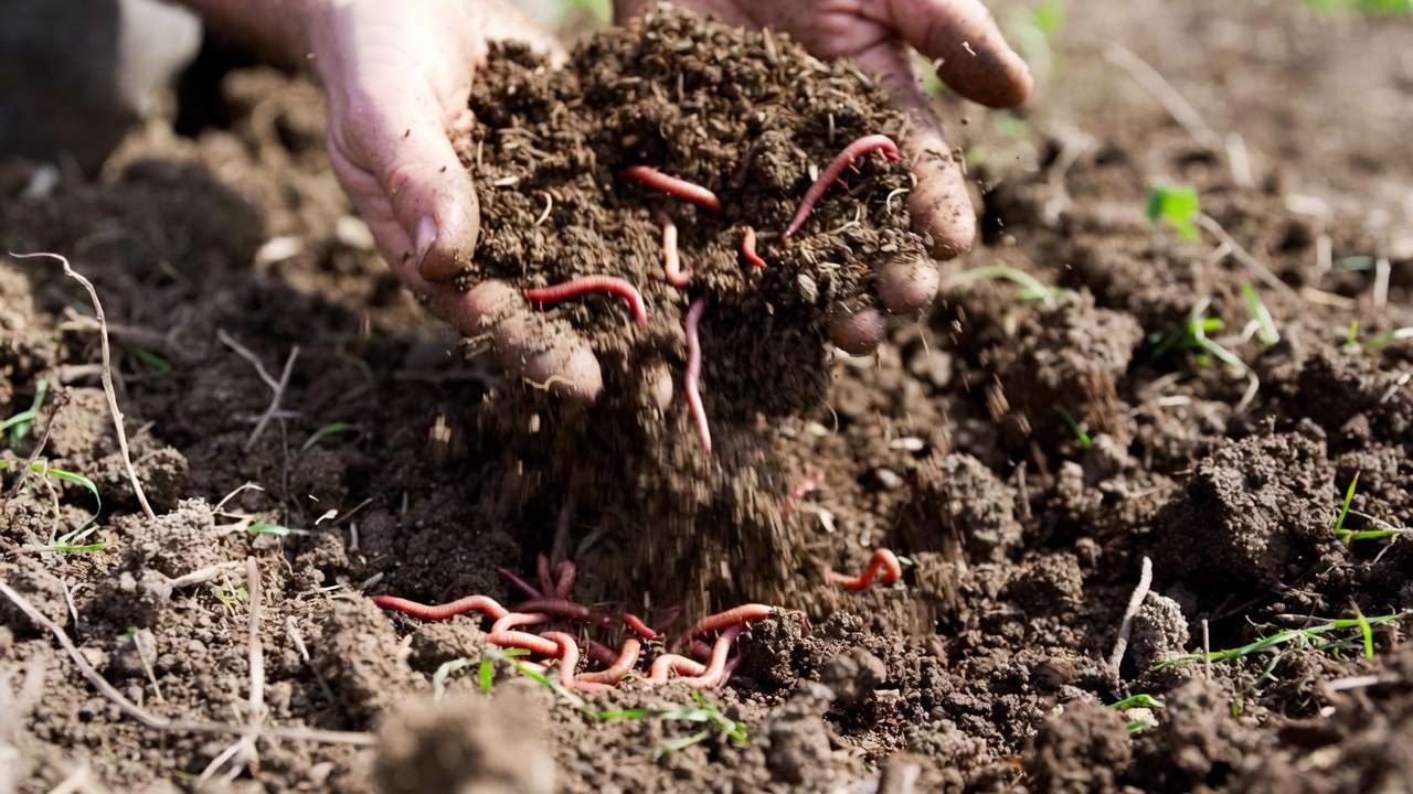 Hands adding compost and earthworms to improve garden soil water-holding capacity
