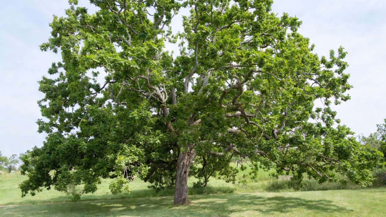 Mature bur oak tree providing dense shade in a home landscape, highly drought-tolerant