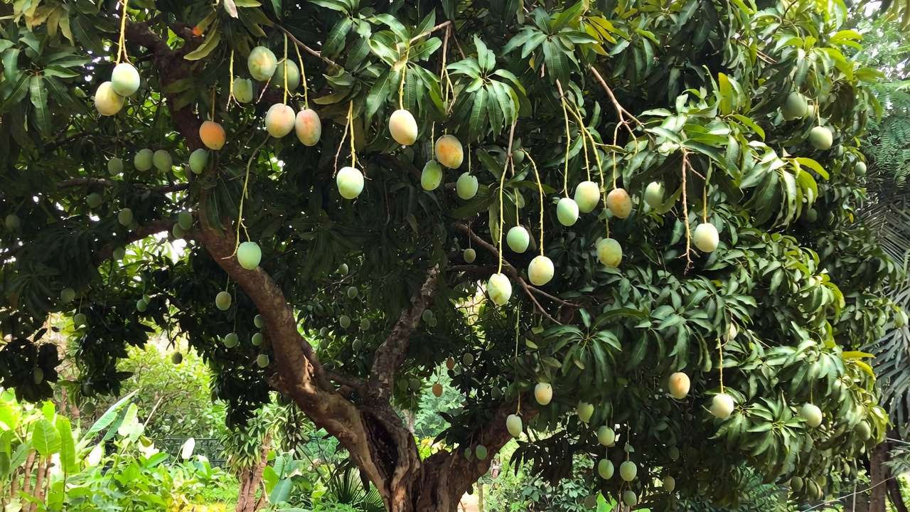 Healthy mango tree full of ripe fruits thriving with rainwater harvesting irrigation in sustainable garden