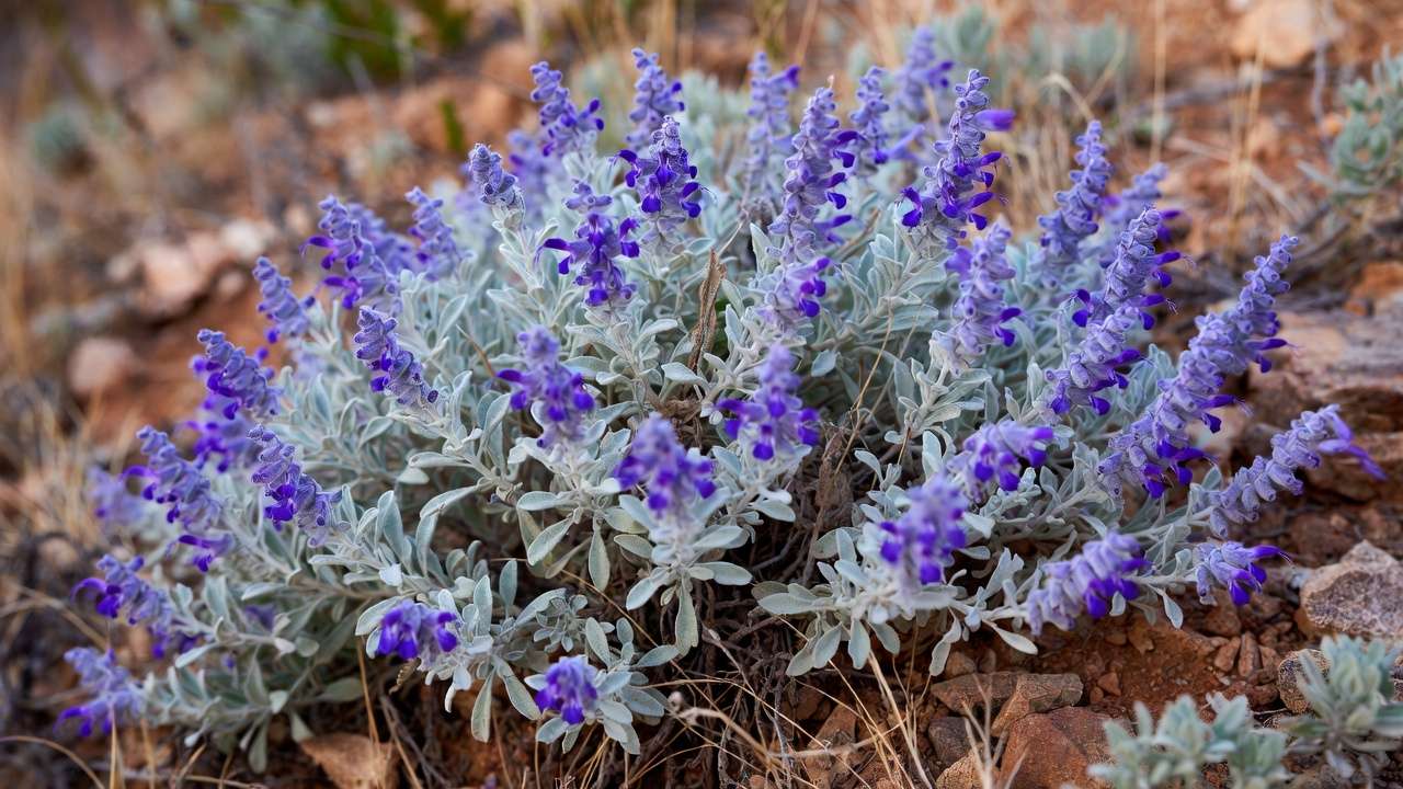 Texas sage low-water evergreen shrub in full purple bloom in an arid garden setting.