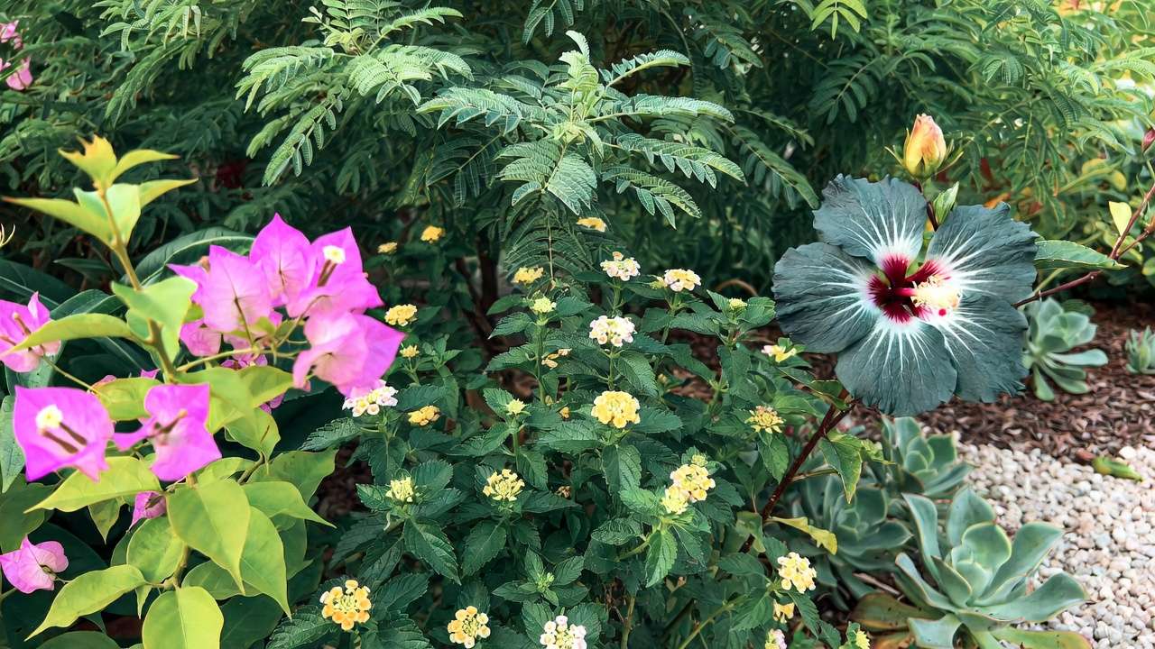 Drought-tolerant plants including bougainvillea, lantana, and succulents thriving in a xeriscape garden.