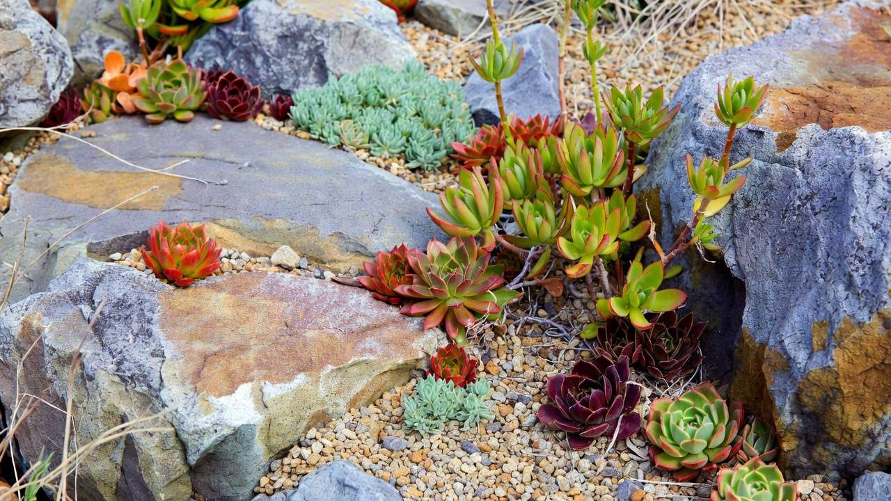 Crevice planting technique with succulents thriving between rocks in a drought-tolerant xeric garden