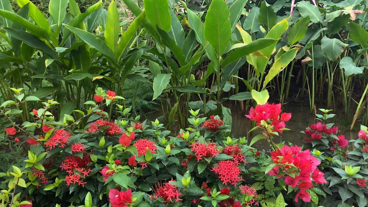 Native tropical plants in rain garden zones including canna hibiscus turmeric and vetiver for water conservation