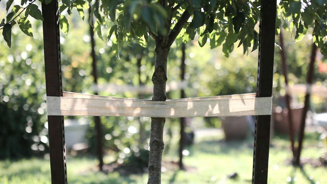 Semi-dwarf fruit tree with two parallel stakes and soft ties for balanced wind protection in moderate conditions.