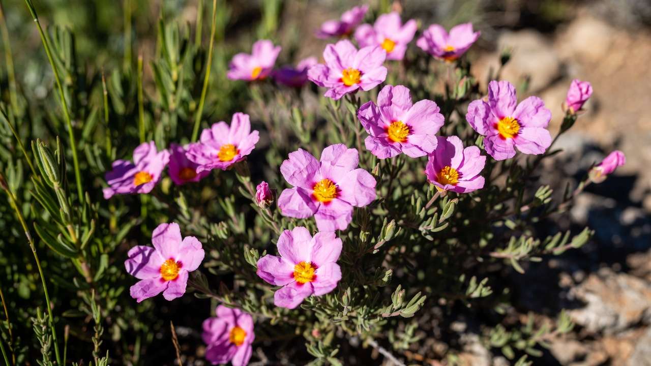 Vibrant pink rockrose flowers on a drought-resistant Mediterranean shrub in a low-water xeriscape.