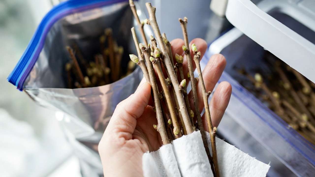 Collecting and storing dormant apple scionwood for bridge grafting in spring